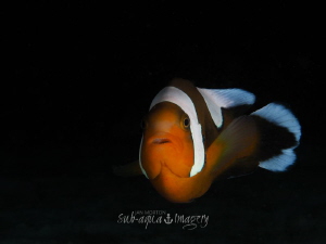 Anemone Fish above the house by Jan Morton 